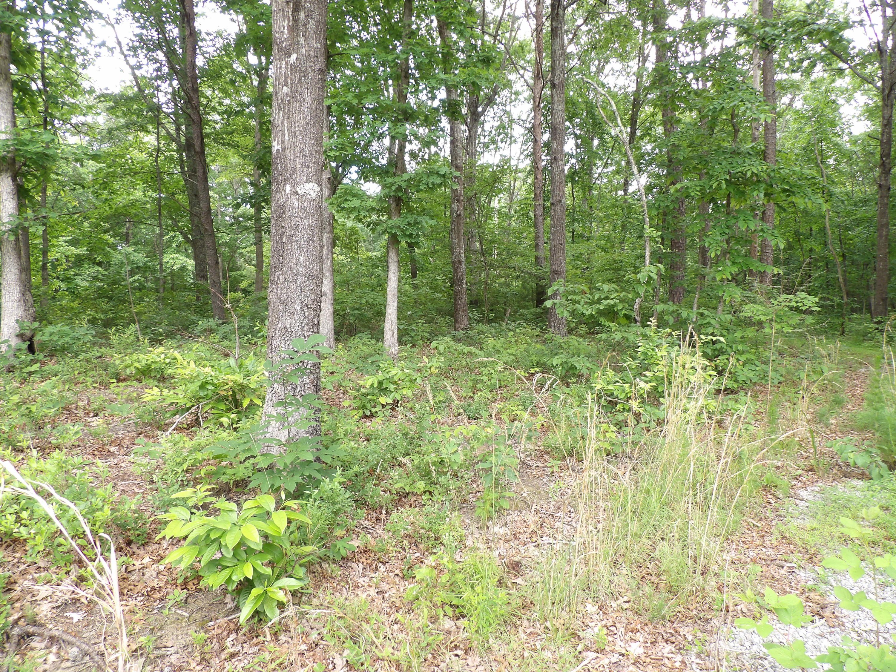 70 Jason Road Pikeville, TN 37367 - Photo 13 of 16 100_1115