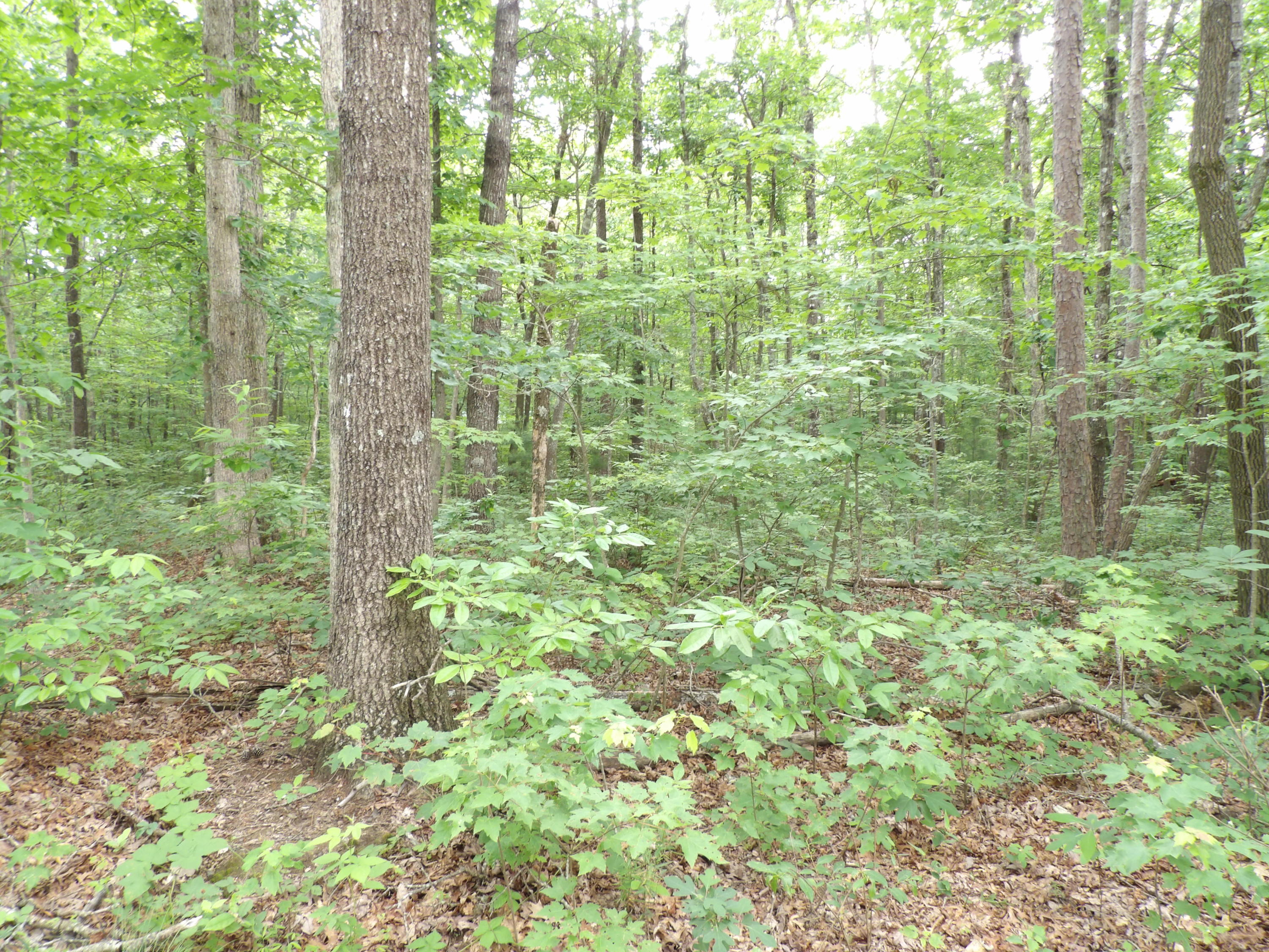 70 Jason Road Pikeville, TN 37367 - Photo 14 of 16 100_1117