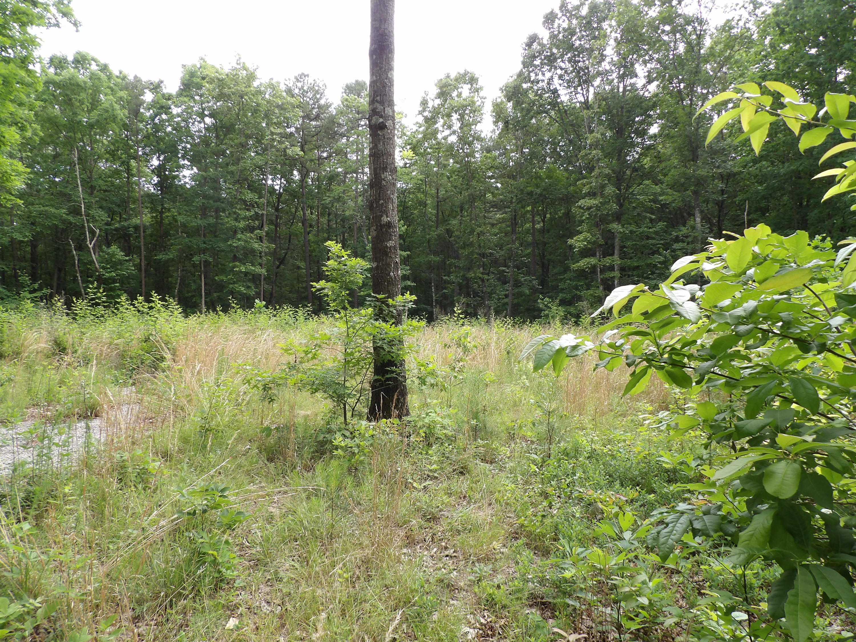 70 Jason Road Pikeville, TN 37367 - Photo 4 of 16 100_1107