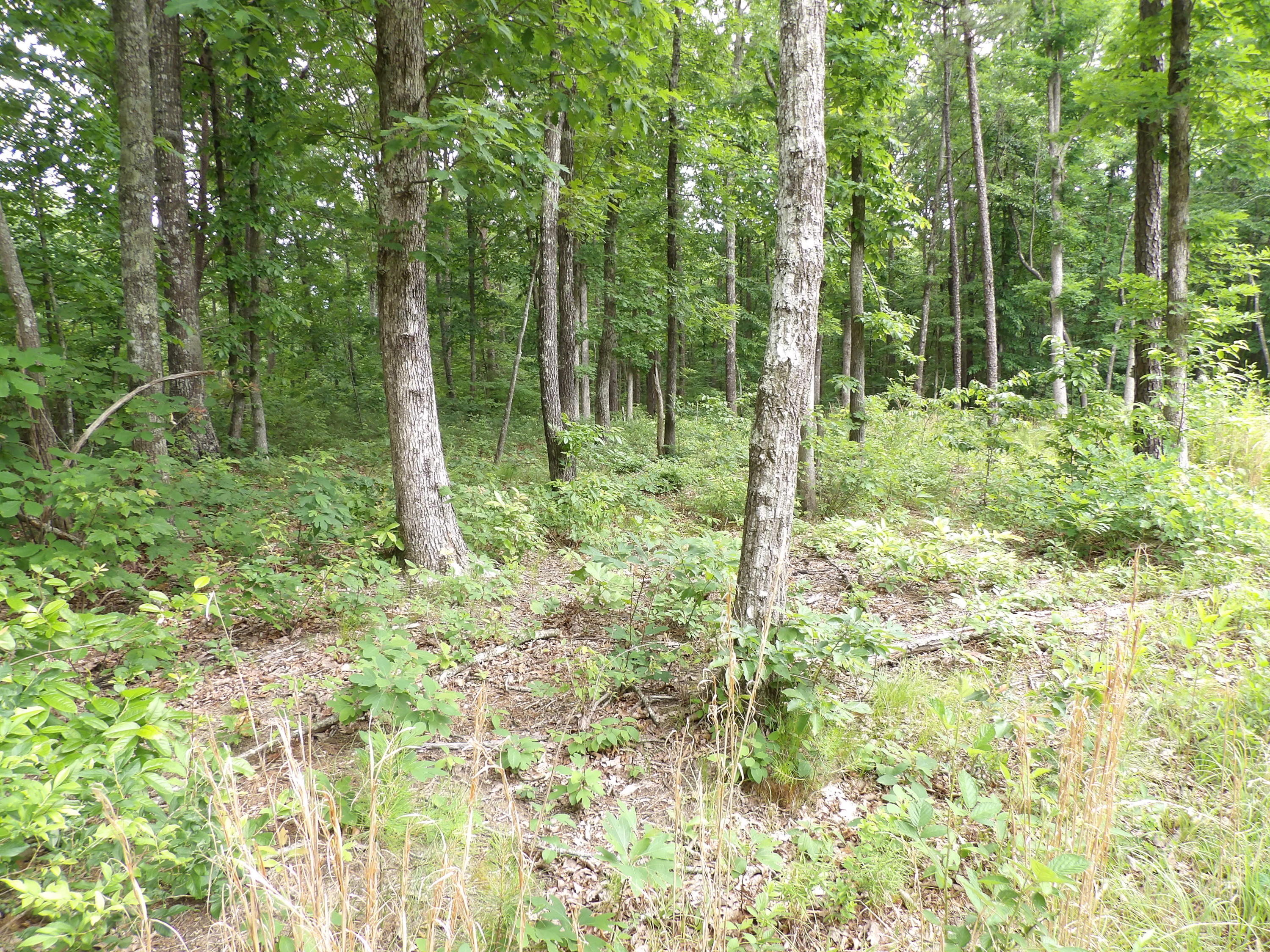 70 Jason Road Pikeville, TN 37367 - Photo 6 of 16 100_1109