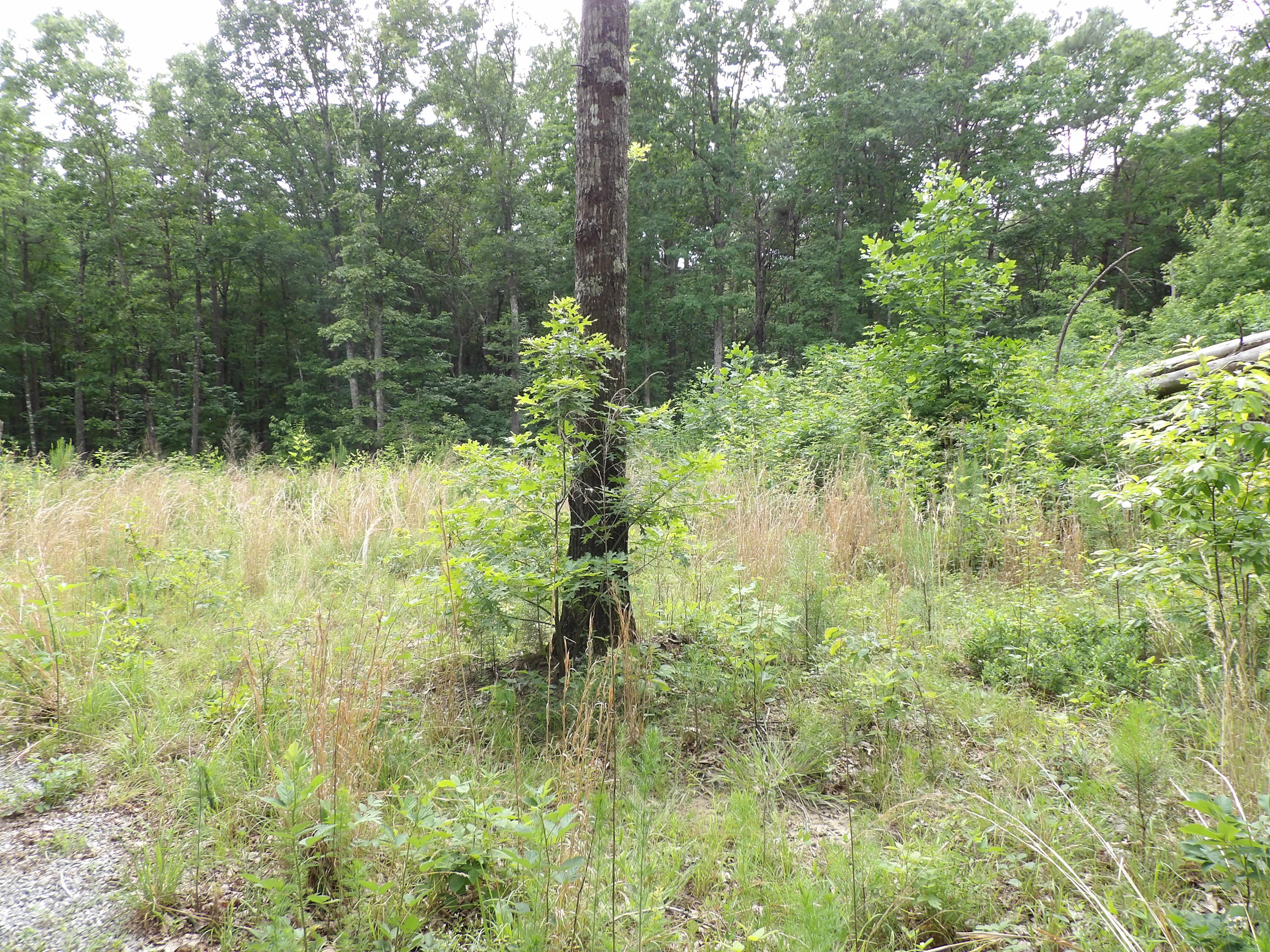 70 Jason Road Pikeville, TN 37367 - Photo 7 of 16 100_1110