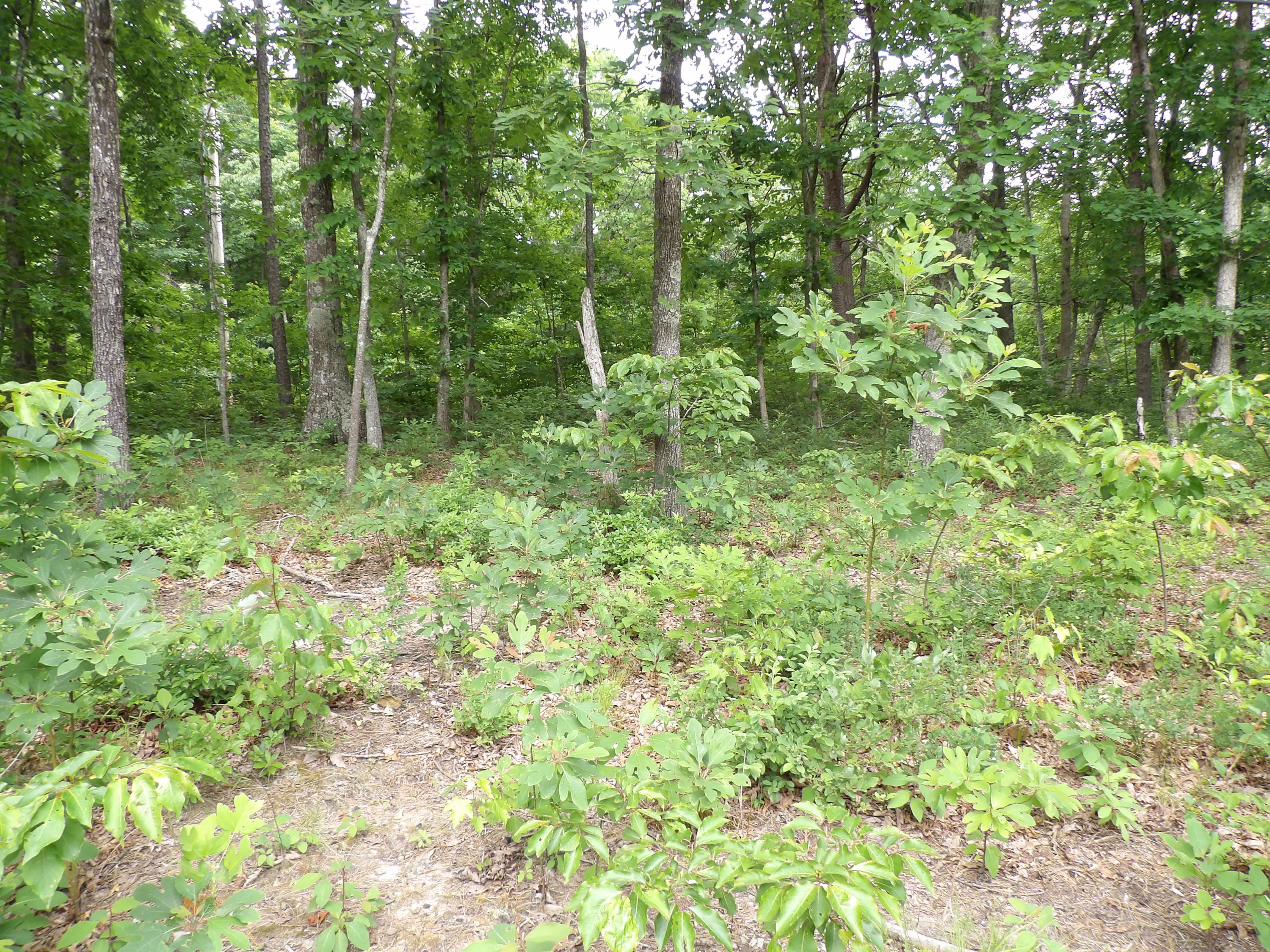 70 Jason Road Pikeville, TN 37367 - Photo 10 of 16 100_1113