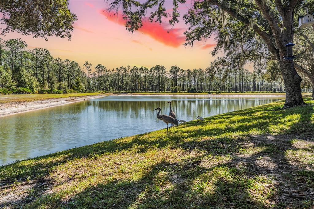 17569 Fairmeadow Drive Tampa, FL 33647 - Photo 24 of 60