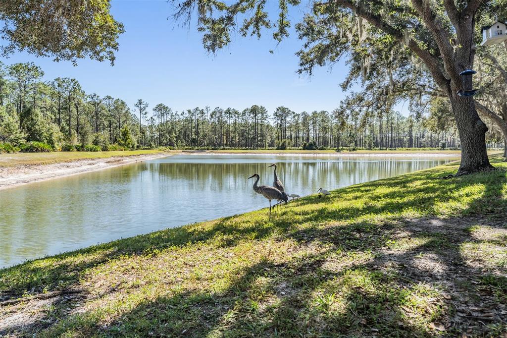 17569 Fairmeadow Drive Tampa, FL 33647 - Photo 28 of 60 a view of a lake with houses in the back