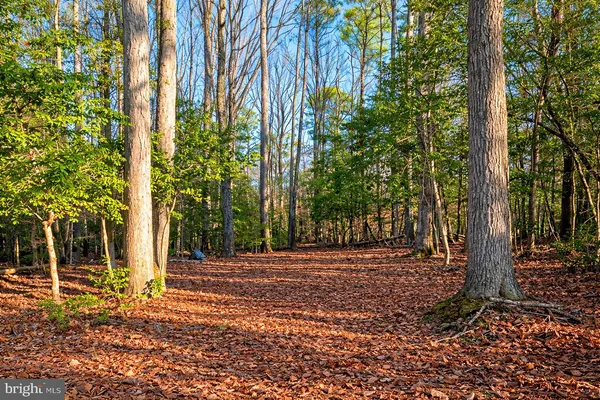 a view of a yard with trees