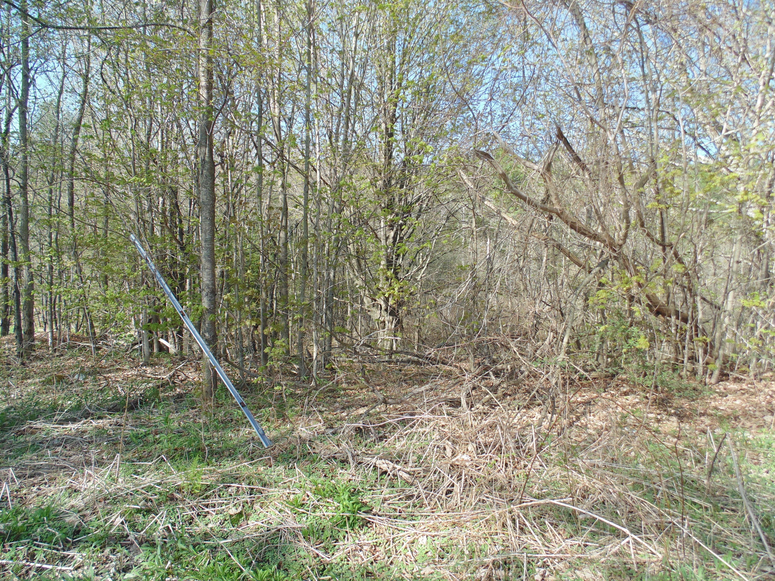 0 Searle Road Huntington, MA 01050 - Photo 2 of 5 a view of a forest with a tree