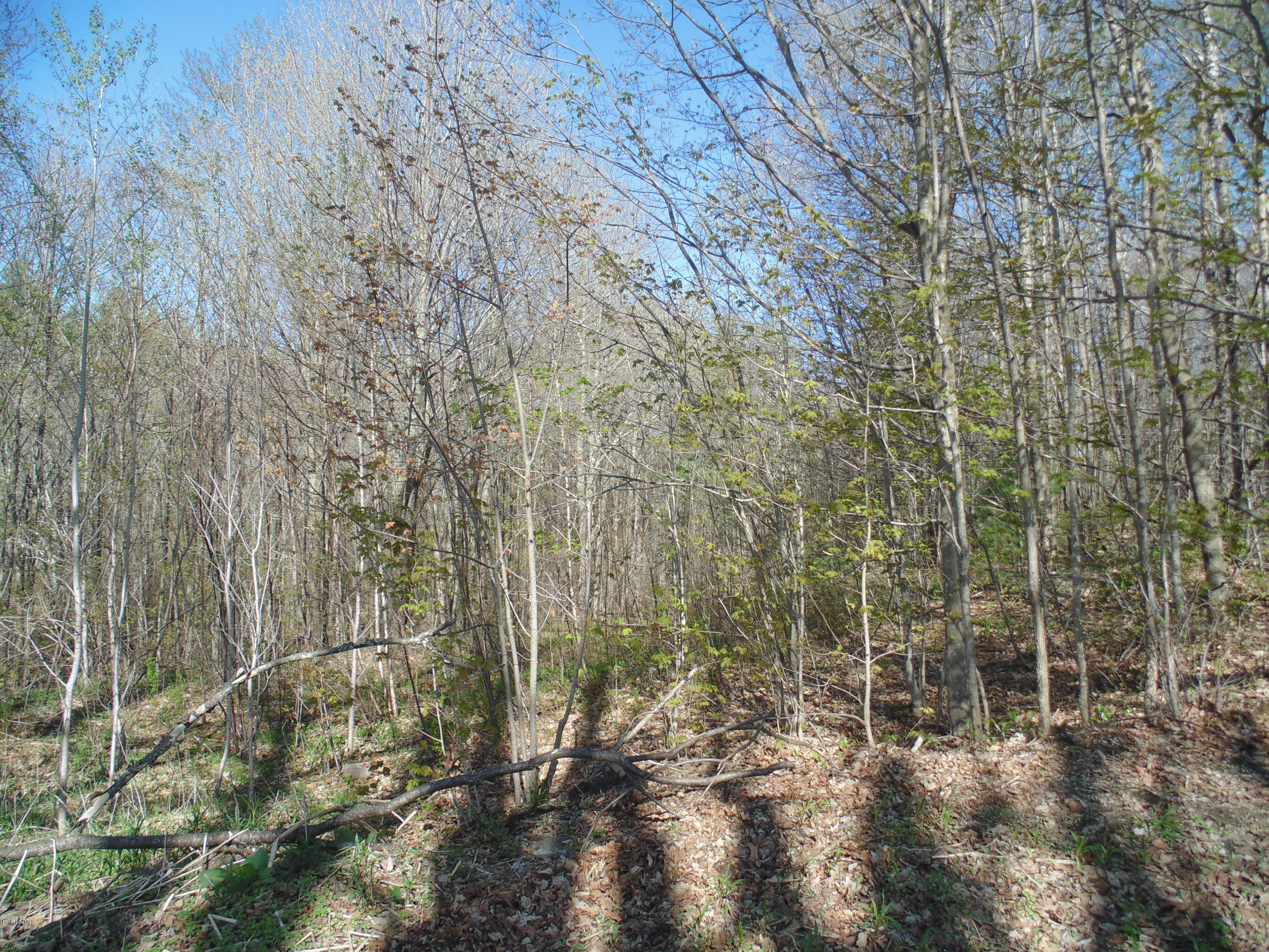 0 Searle Road Huntington, MA 01050 - Photo 3 of 5 a view of a forest