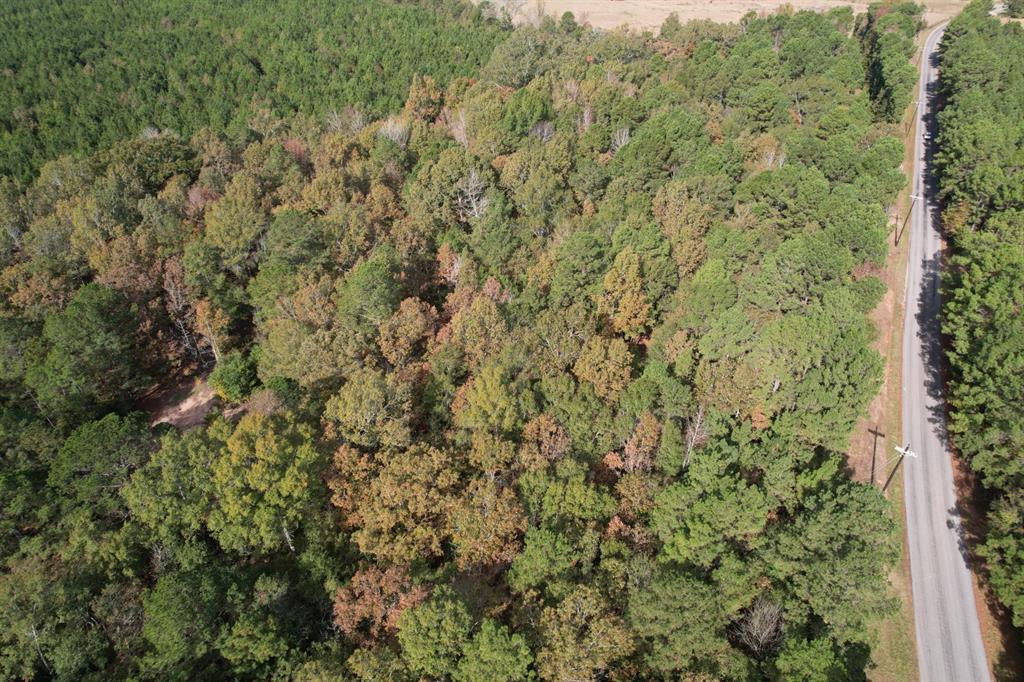 Tbd-a Boggy Road Waskom, TX 75692 - Photo 11 of 32 a view of a forest with a tree