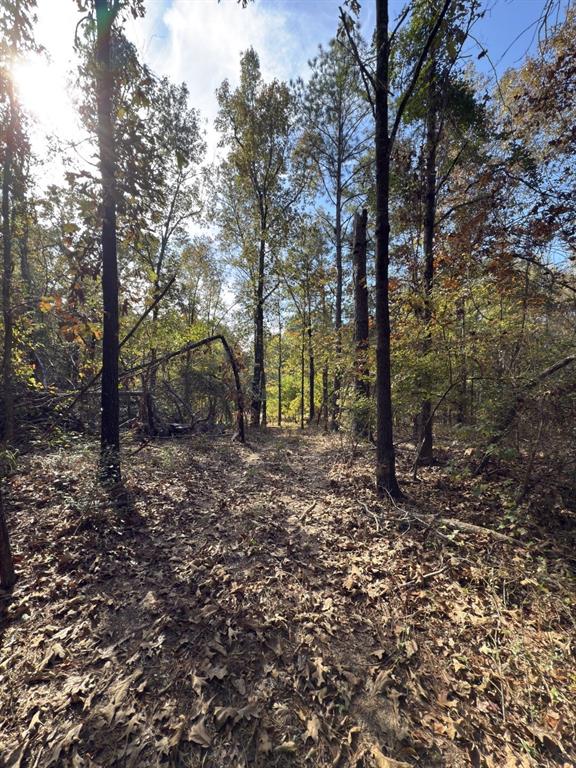 Tbd-a Boggy Road Waskom, TX 75692 - Photo 15 of 32 a view of a forest filled with trees