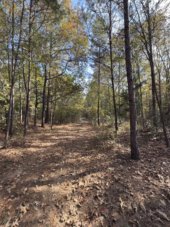 Tbd-a Boggy Road Waskom, TX 75692 - Photo 19 of 32 a view of a forest with trees in the background