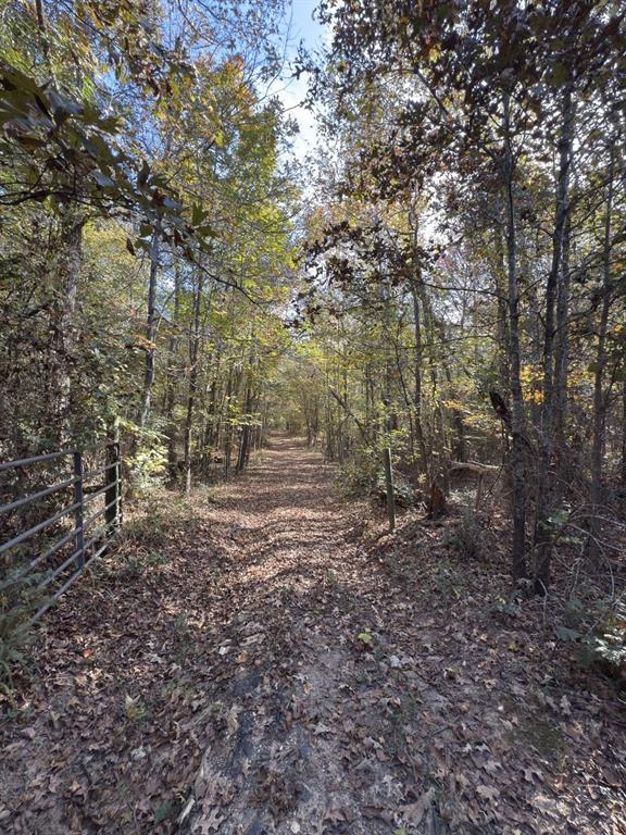 Tbd-a Boggy Road Waskom, TX 75692 - Photo 21 of 32 a view of a forest with trees