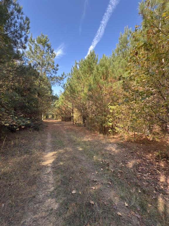 Tbd-a Boggy Road Waskom, TX 75692 - Photo 22 of 32 a view of a yard with a tree