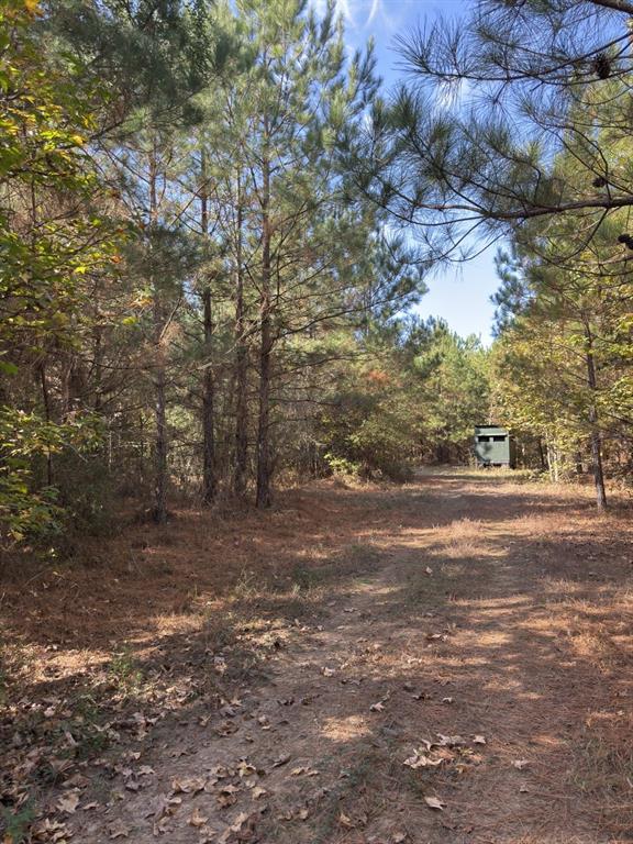 Tbd-a Boggy Road Waskom, TX 75692 - Photo 24 of 32 a view of a yard with a tree