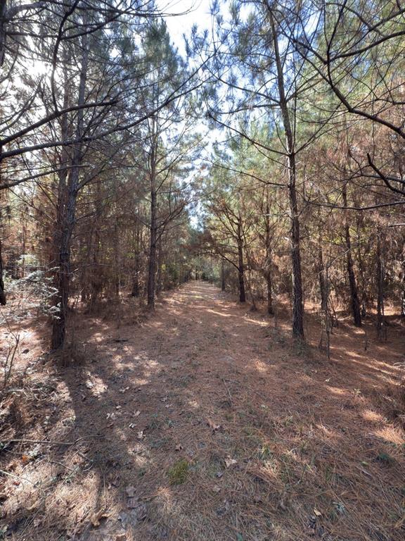 Tbd-a Boggy Road Waskom, TX 75692 - Photo 26 of 32 a view of a forest with trees in the background
