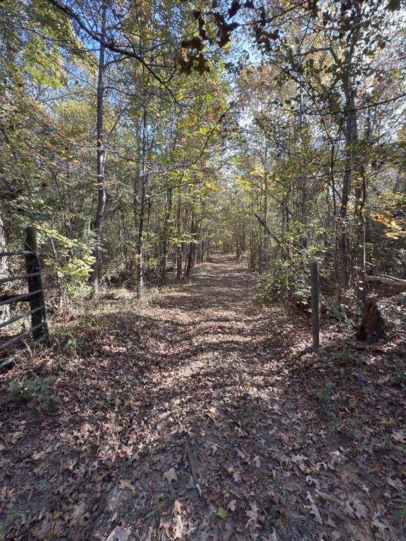 Tbd-a Boggy Road Waskom, TX 75692 - Photo 28 of 32 a view of a forest with trees
