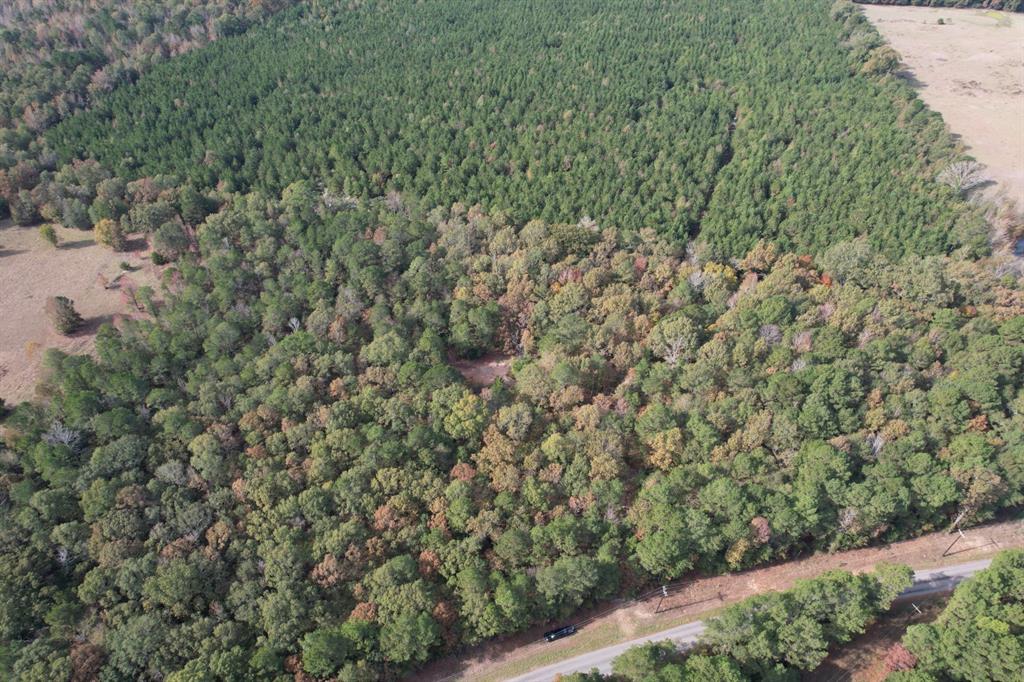 Tbd-a Boggy Road Waskom, TX 75692 - Photo 3 of 32 a view of a forest with a tree
