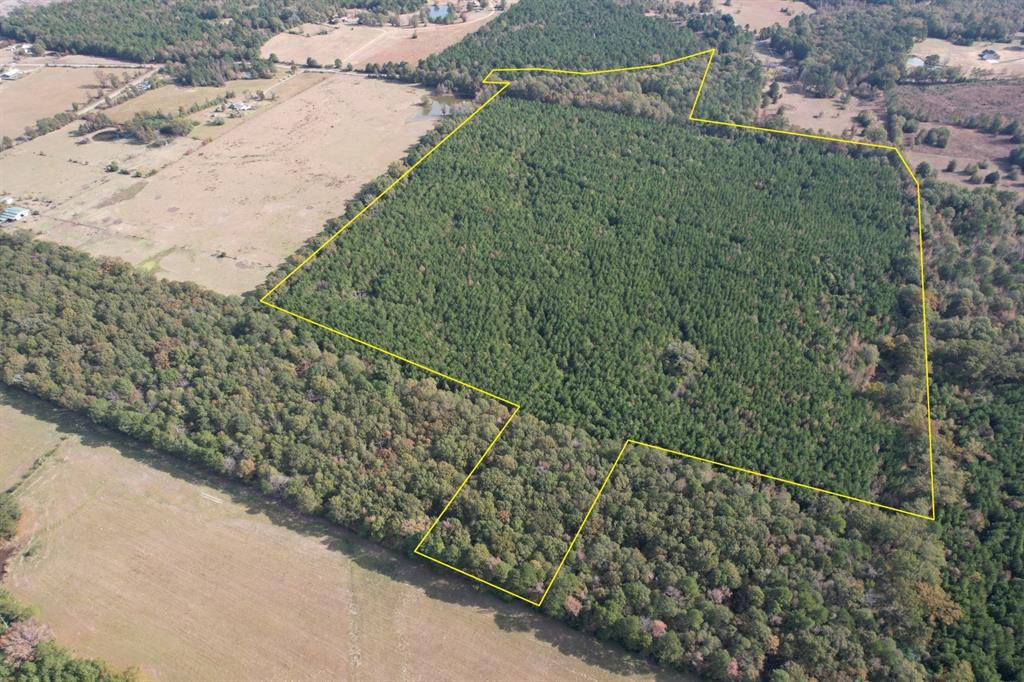 Tbd-a Boggy Road Waskom, TX 75692 - Photo 32 of 32 a view of a yard with a plant
