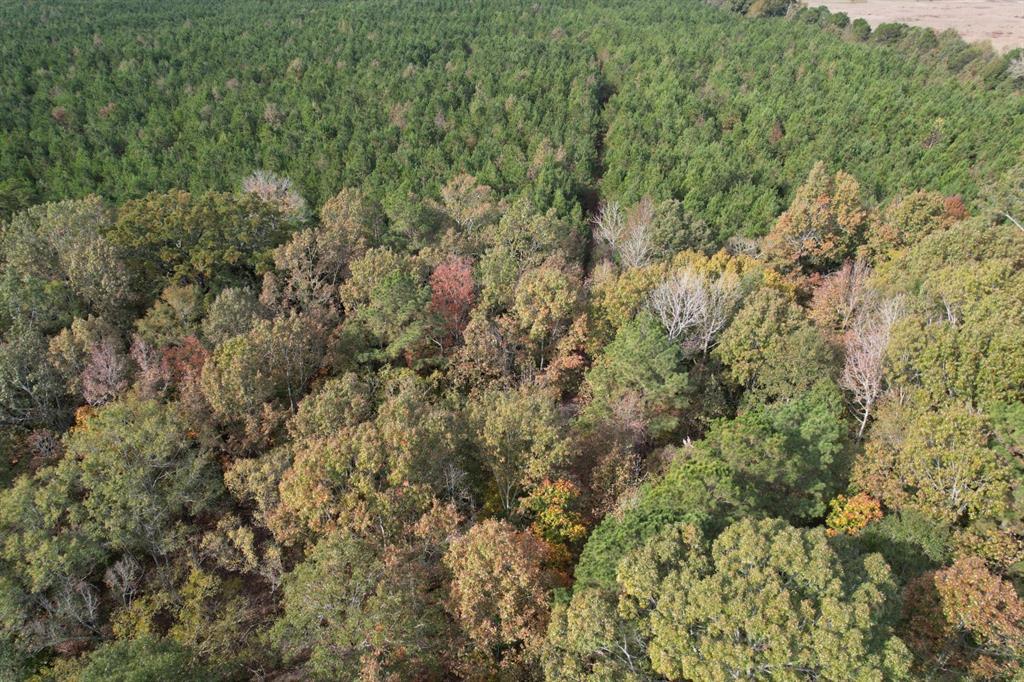 Tbd-a Boggy Road Waskom, TX 75692 - Photo 5 of 32 a view of a forest with lots of trees