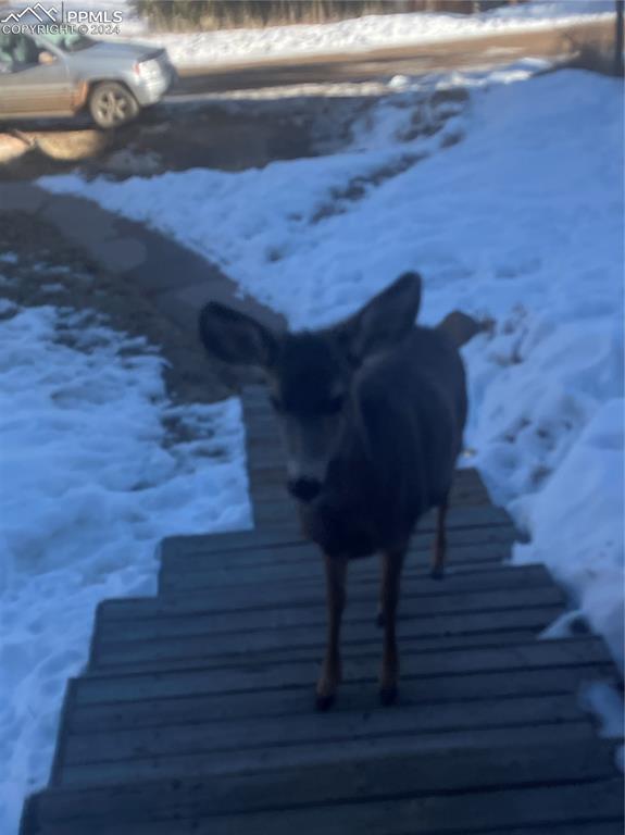 211 5th Street Victor, CO 80860 - Photo 21 of 22 a view of entryway