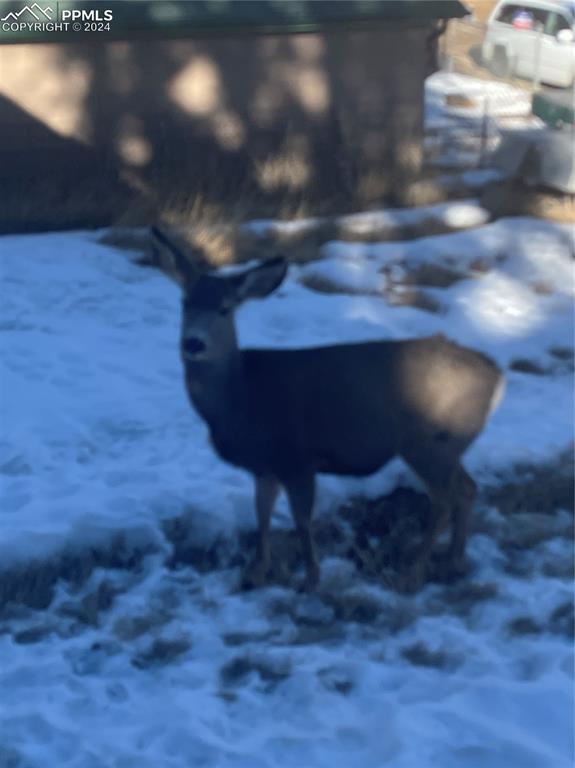 211 5th Street Victor, CO 80860 - Photo 22 of 22 a view of a yard