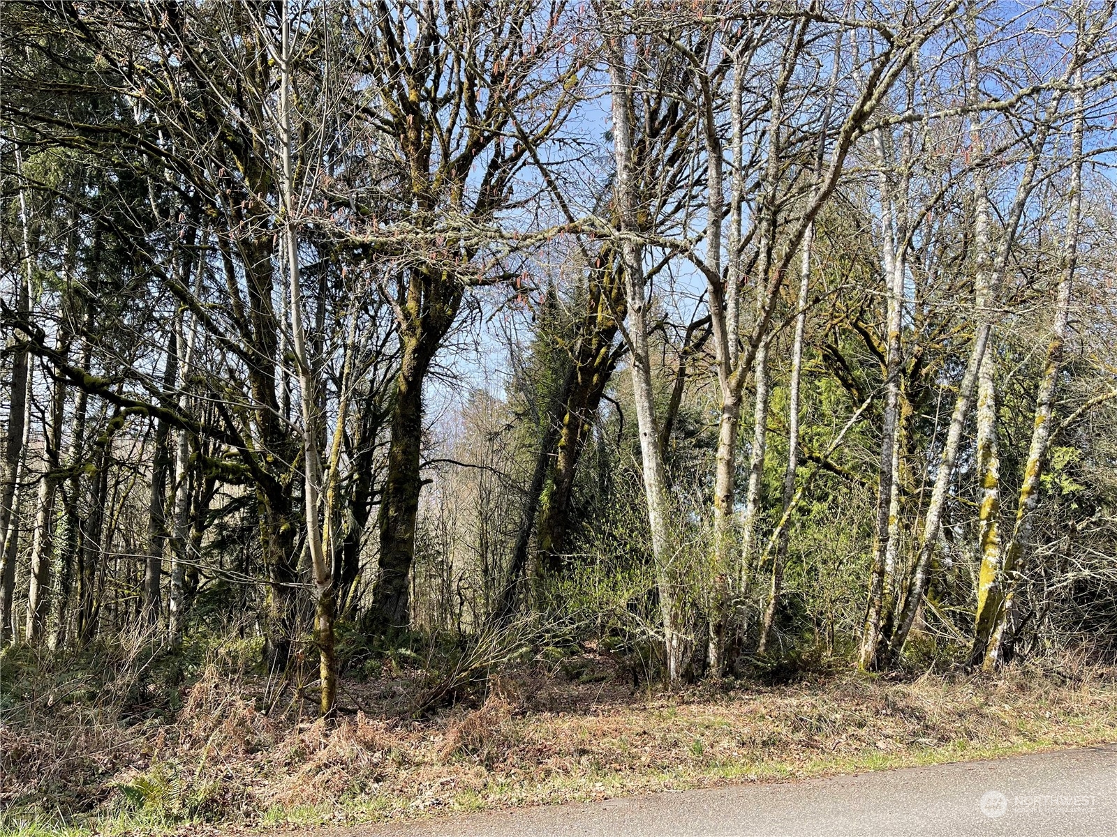 4841 Meridian Road Northeast Olympia, WA 98516 - Photo 5 of 9 a view of a backyard