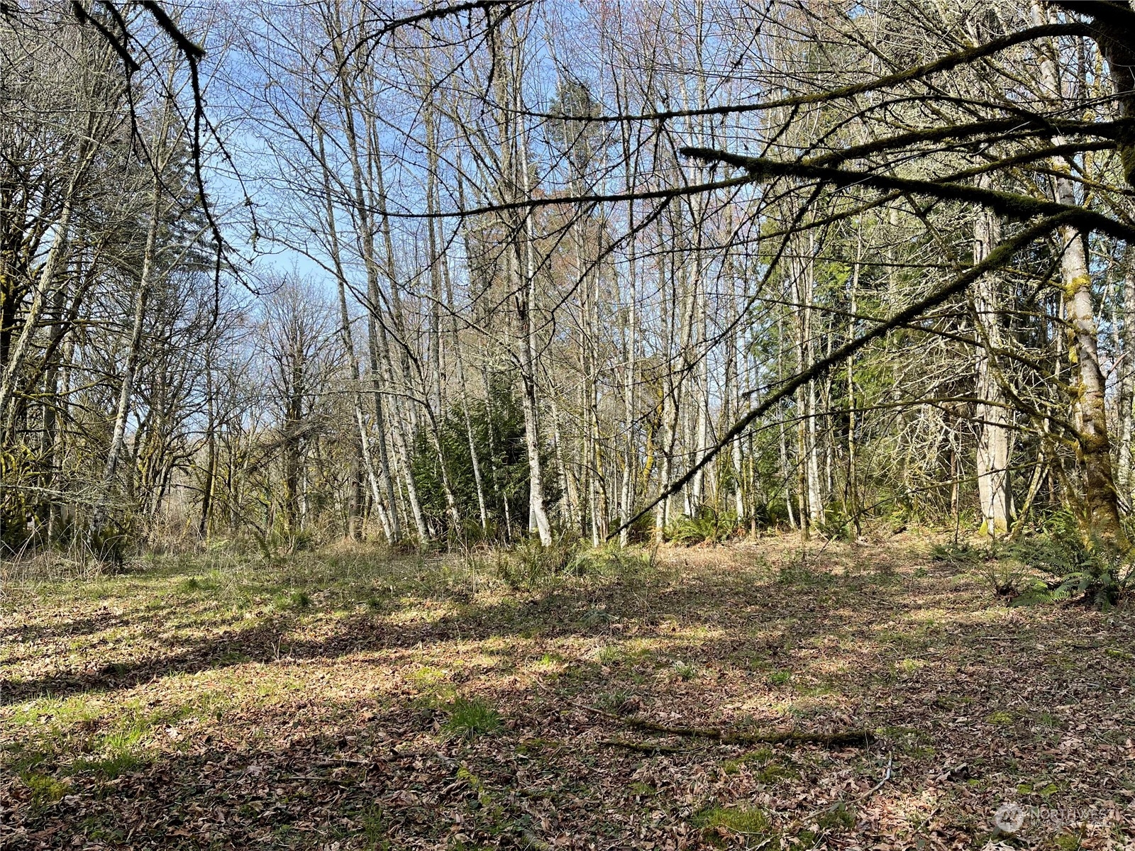 4841 Meridian Road Northeast Olympia, WA 98516 - Photo 6 of 9 a view of backyard space