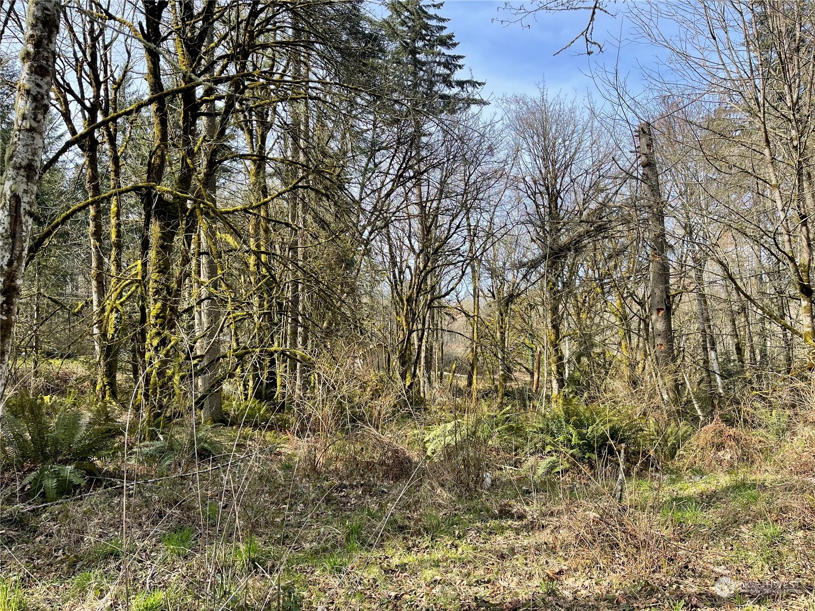 4841 Meridian Road Northeast Olympia, WA 98516 - Photo 7 of 9 a view of a yard