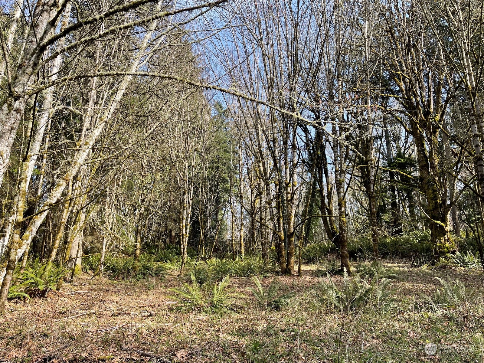 4841 Meridian Road Northeast Olympia, WA 98516 - Photo 8 of 9 a backyard of a house with lots of green space