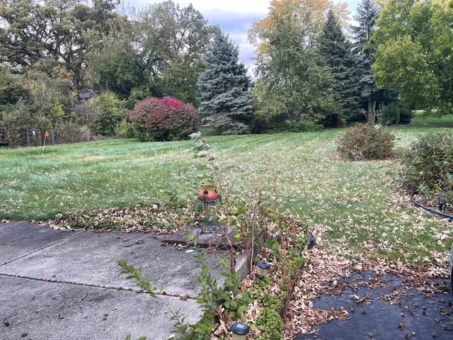 a view of a garden with plants and large trees