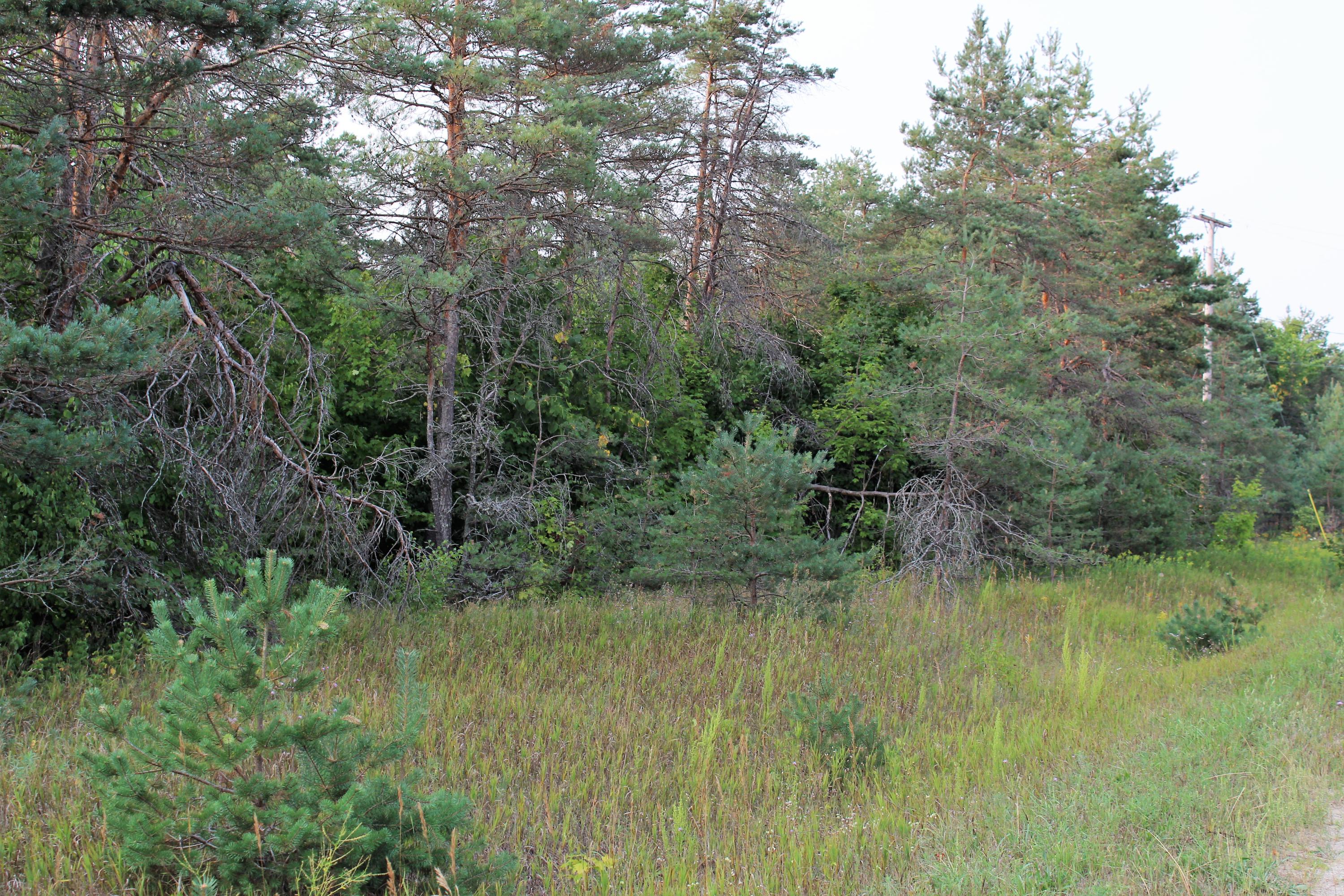 Jewell Road Vanderbilt, MI 49795 - Photo 6 of 7 Gallery Image 6