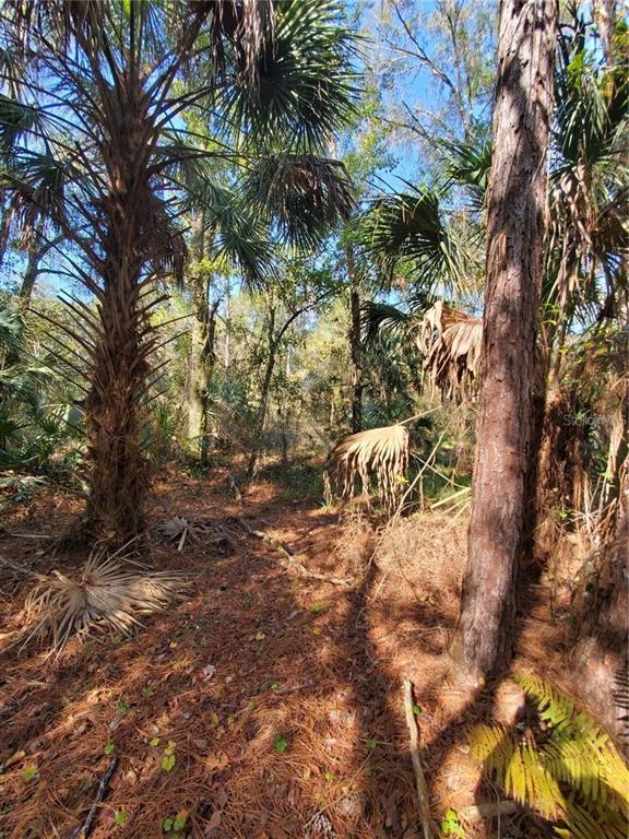 8738 Lindy Lane New Port Richey, FL 34655 - Photo 6 of 9 a view of outdoor space with trees