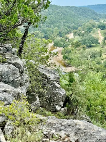 a view of a yard with plants and large trees