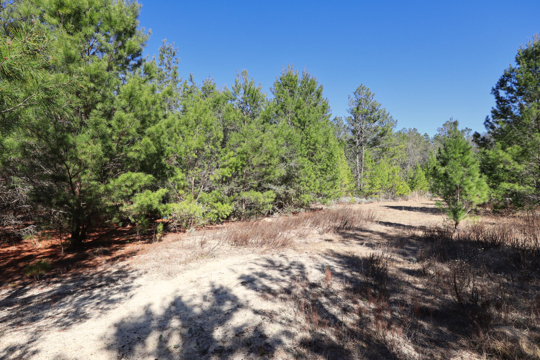 Xxx Delaware Road DeFuniak Springs, FL 32433 - Photo 1 of 26 a view of a yard with a tree