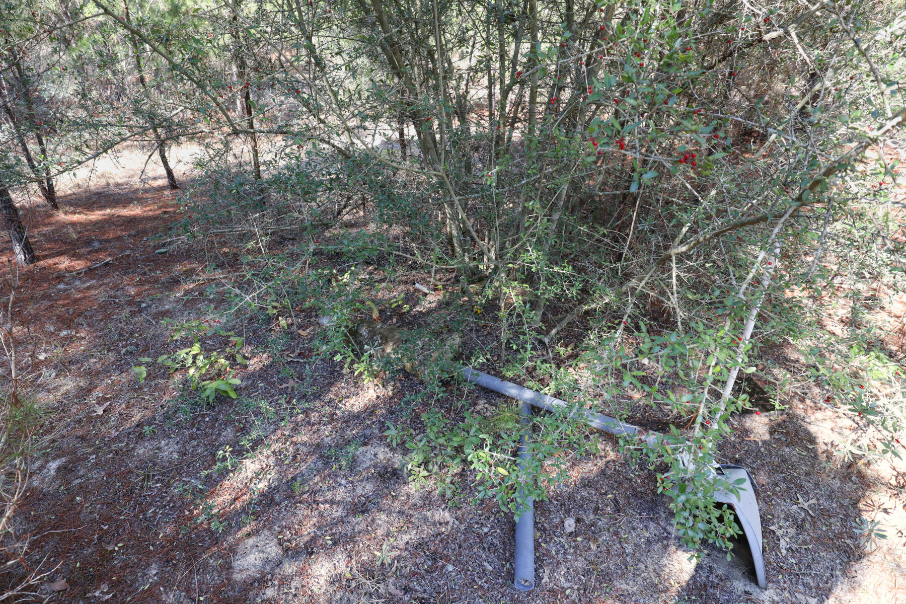 Xxx Delaware Road DeFuniak Springs, FL 32433 - Photo 11 of 26 a view of a forest that has a tree