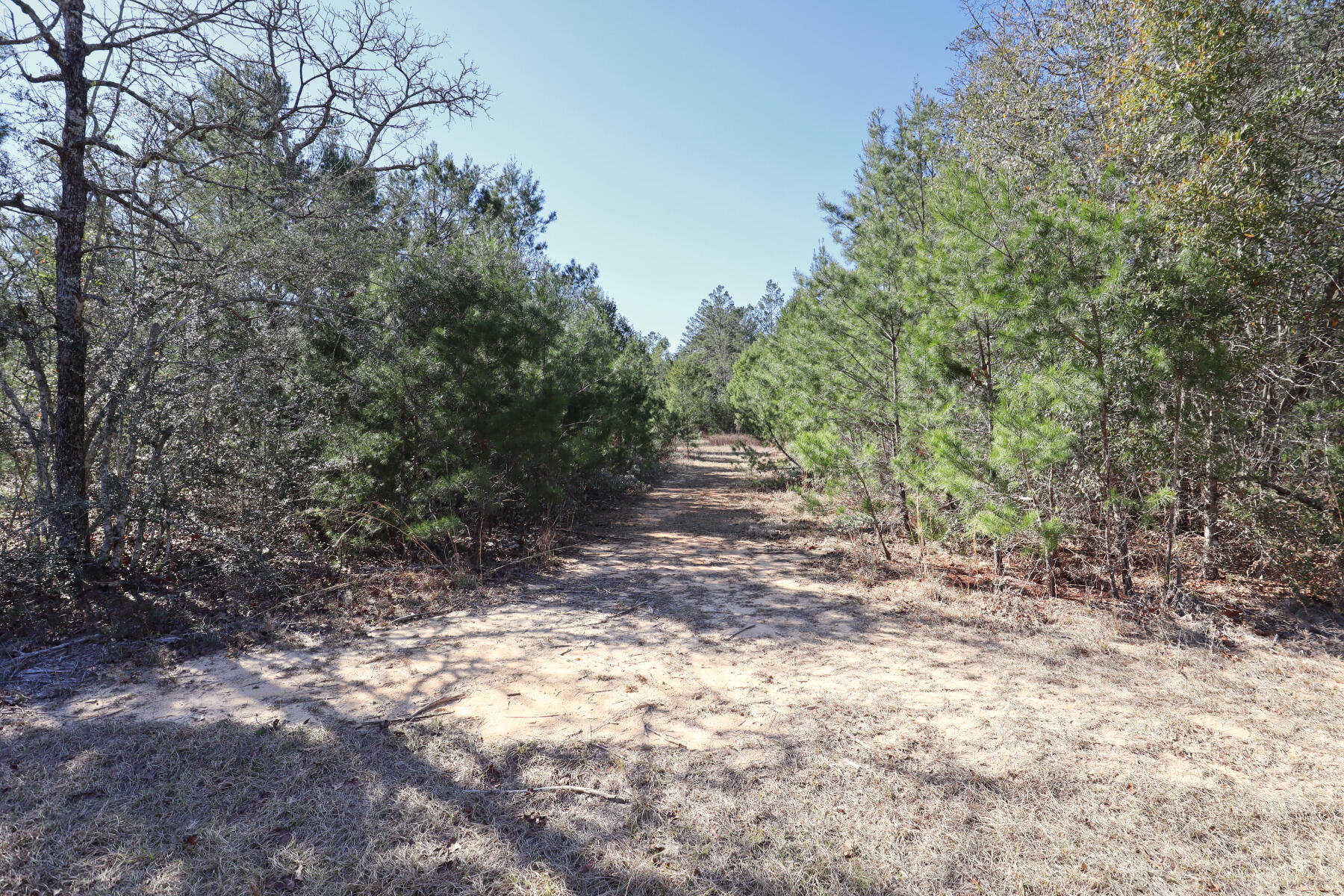 Xxx Delaware Road DeFuniak Springs, FL 32433 - Photo 13 of 26 a view of a forest with trees in the background