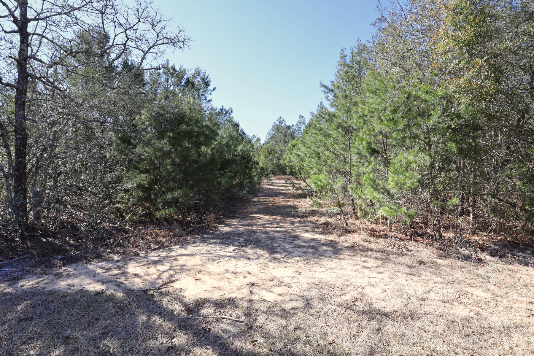 Xxx Delaware Road DeFuniak Springs, FL 32433 - Photo 15 of 26 a view of a forest with trees in the background