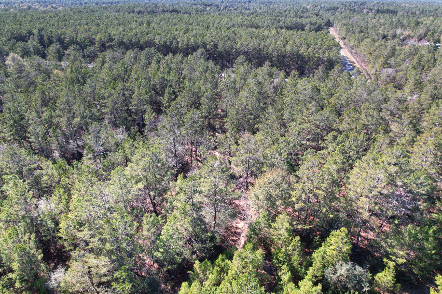 Xxx Delaware Road DeFuniak Springs, FL 32433 - Photo 23 of 26 a view of a forest with a tree