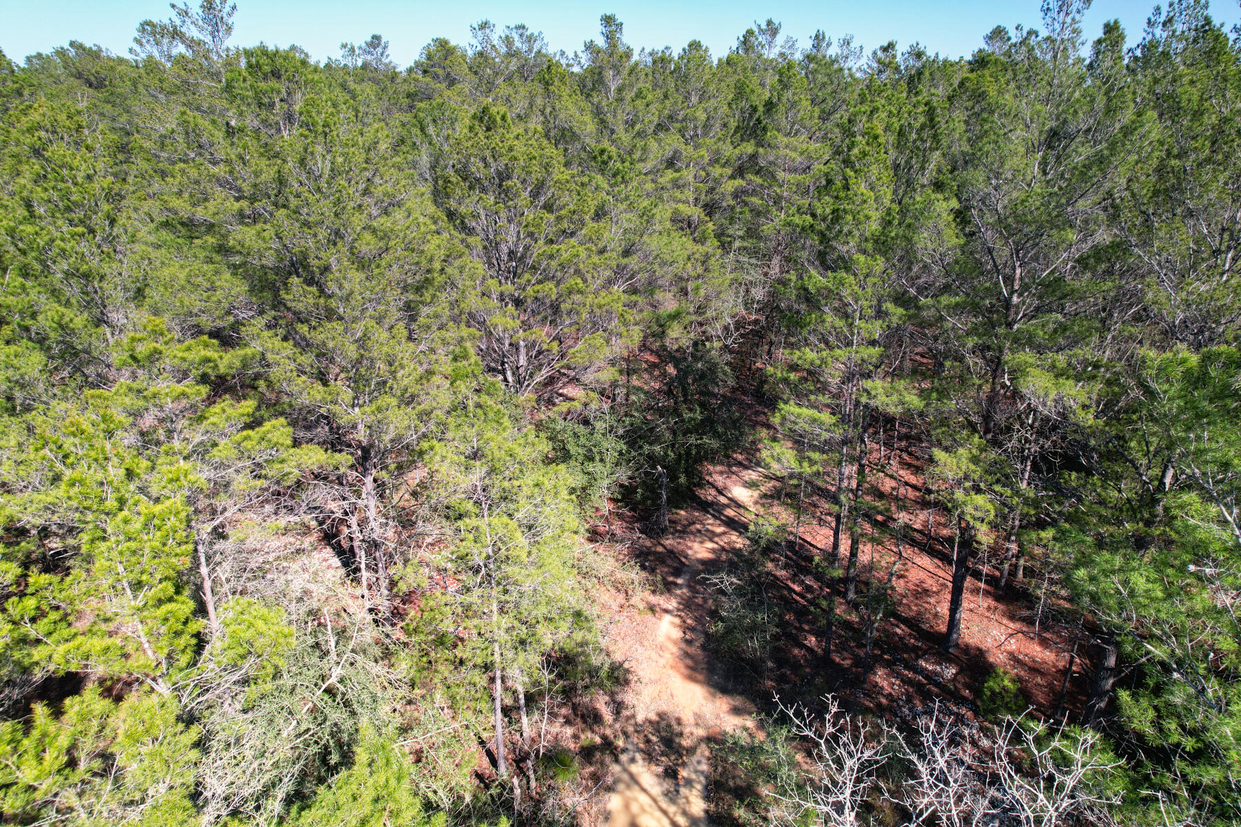 Xxx Delaware Road DeFuniak Springs, FL 32433 - Photo 5 of 26 a view of a forest with a tree