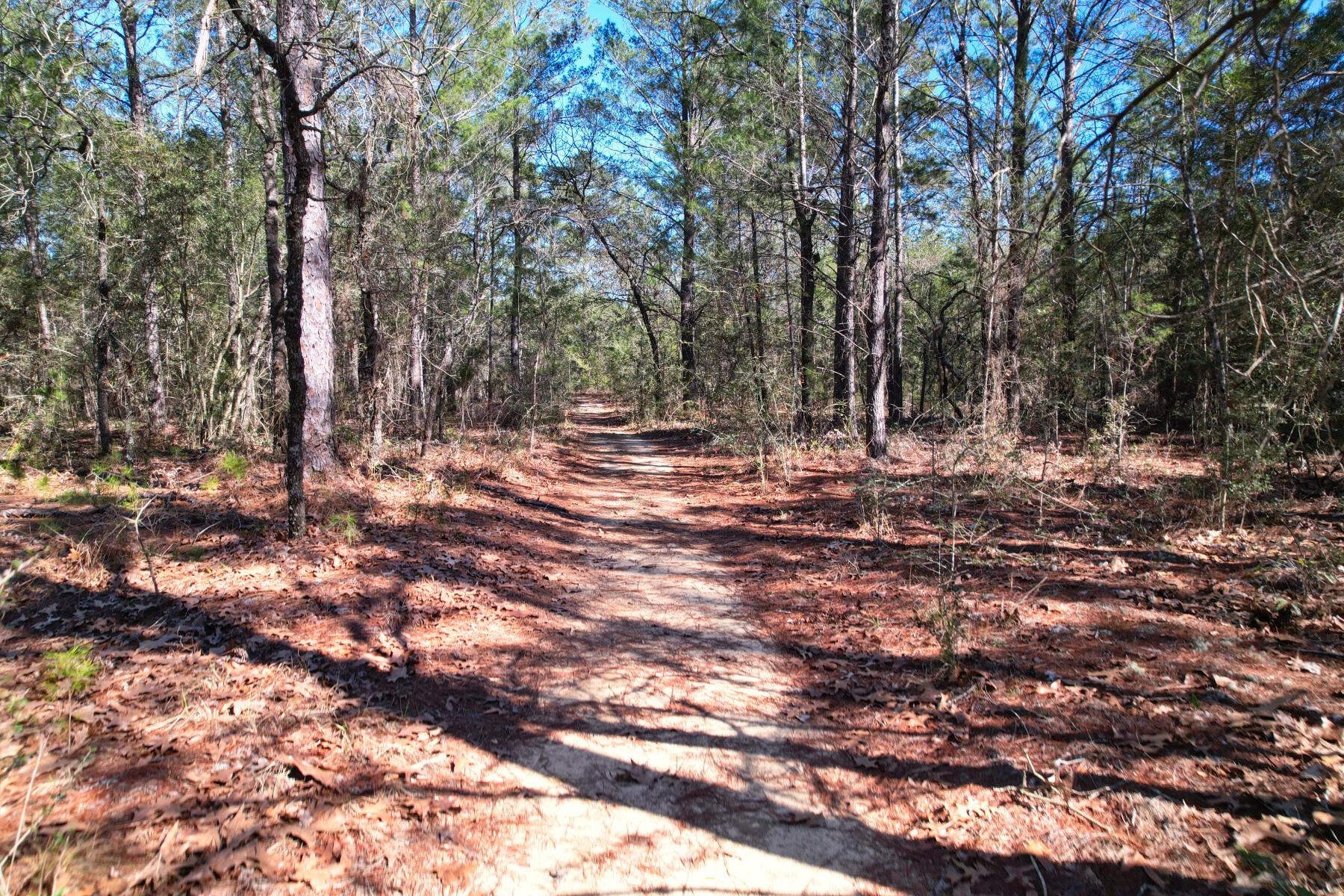 Xxx Delaware Road DeFuniak Springs, FL 32433 - Photo 6 of 26 a view of outdoor space with trees