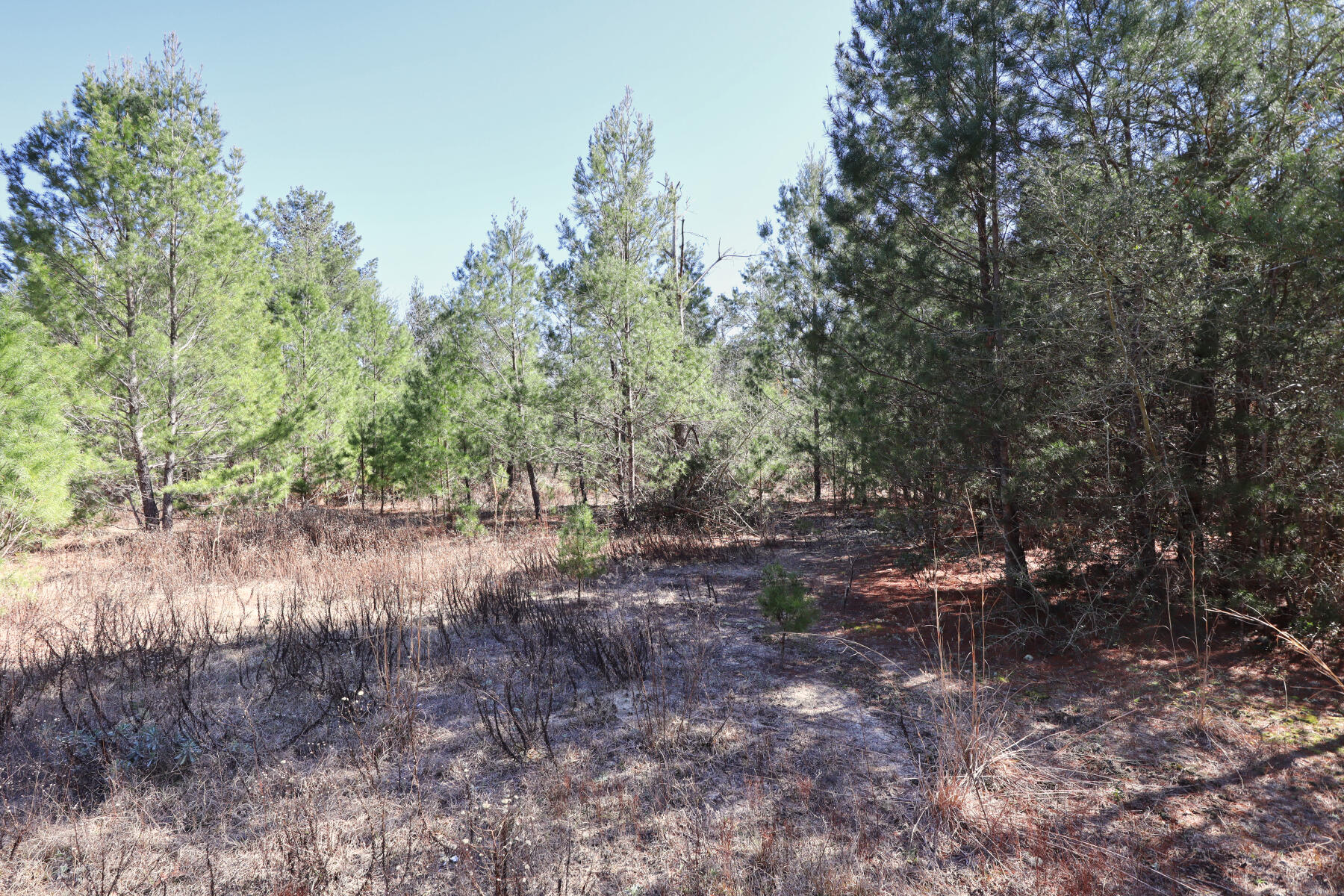 Xxx Delaware Road DeFuniak Springs, FL 32433 - Photo 8 of 26 a view of a forest with lots of trees