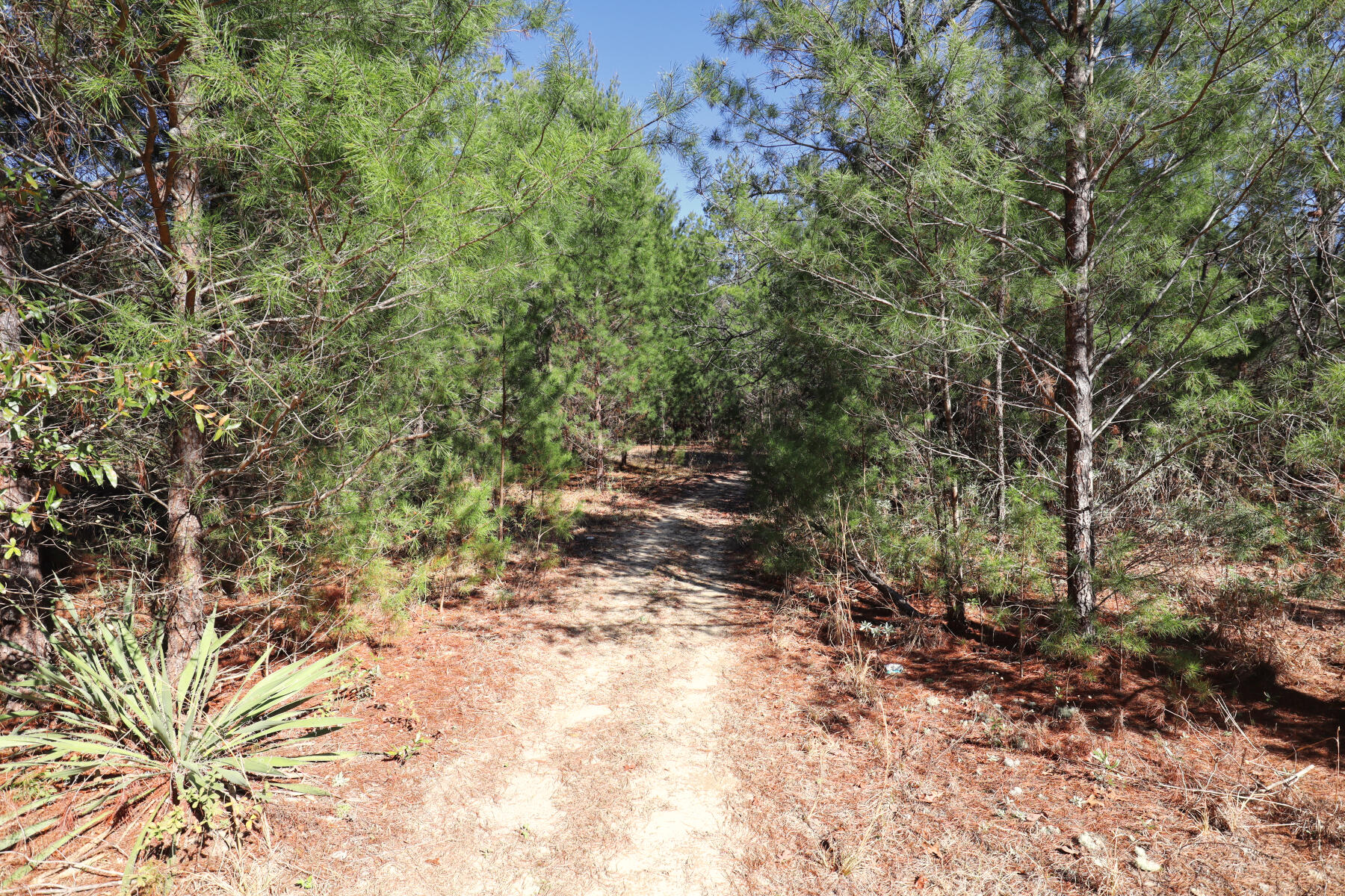 Xxx Delaware Road DeFuniak Springs, FL 32433 - Photo 10 of 26 a view of a yard with plants and trees