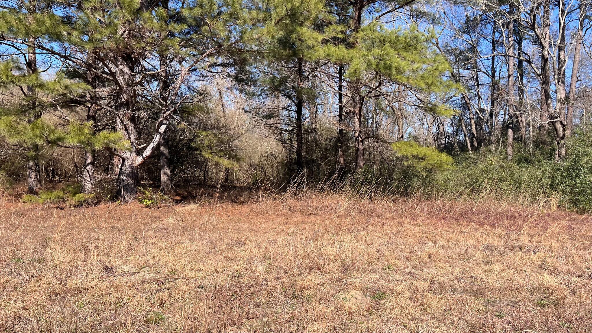 0 Veterans Road Salley, SC 29137 - Photo 9 of 23