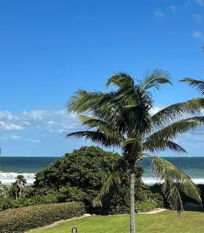 a view of a palm trees in a yard