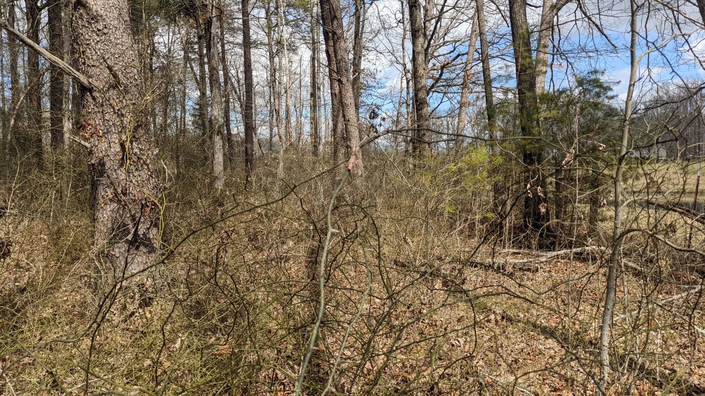 0 North Scenic Road Monteagle, TN 37356 - Photo 7 of 10 Gallery Image 7