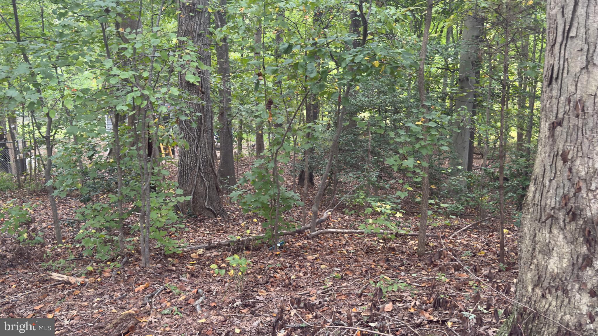6810 Robinia Road Temple Hills, MD 20748 - Photo 4 of 15 a view of a forest that has large trees