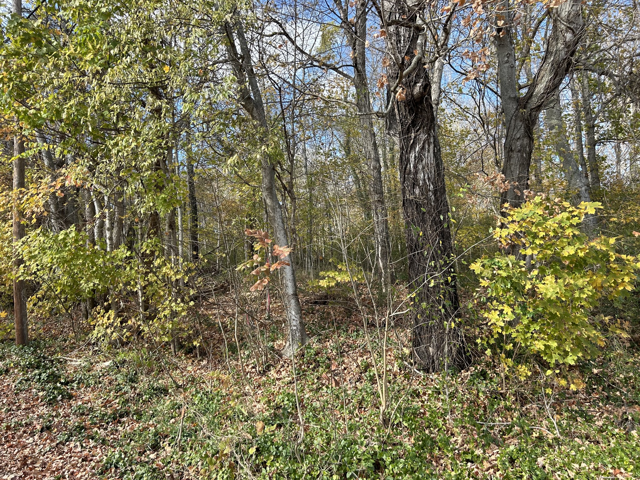 0 Palmyra Road Palmyra, TN 37142 - Photo 10 of 13 a picture of a tree