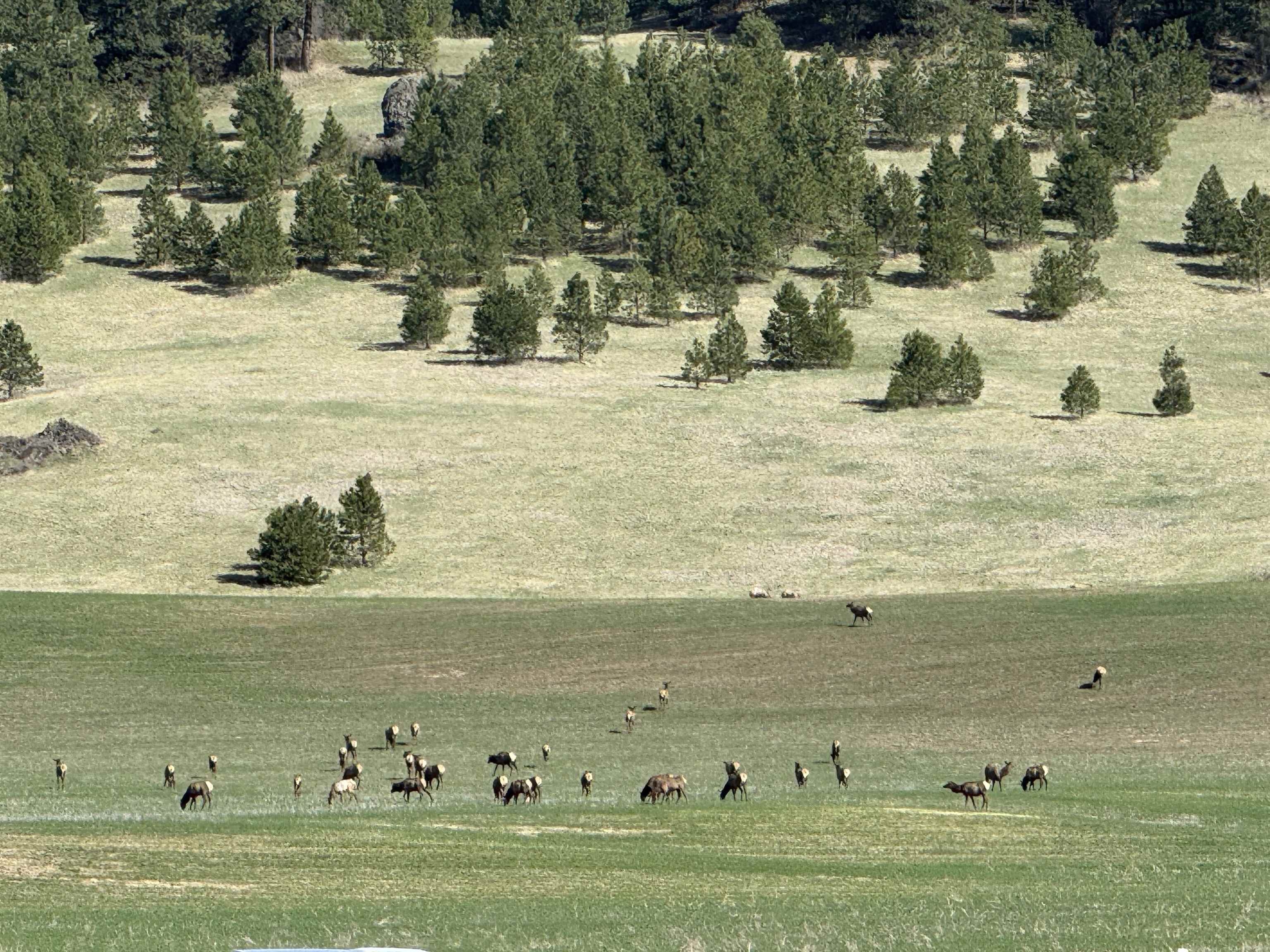 11300 North Bruce Road Spokane, WA 99217 - Photo 22 of 31