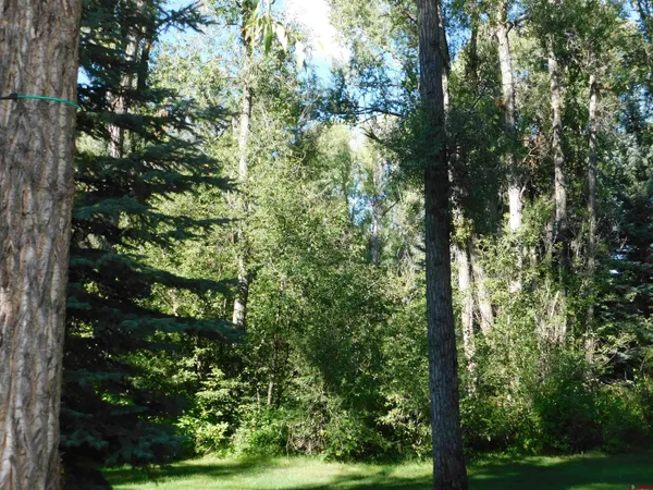 a view of a tree in a yard