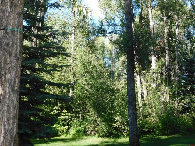a view of a tree in a yard