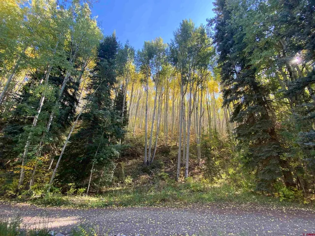 a view of a garden with a tree